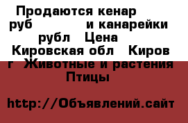 Продаются кенар .2000 руб           и канарейки 500 рубл › Цена ­ 500 - Кировская обл., Киров г. Животные и растения » Птицы   